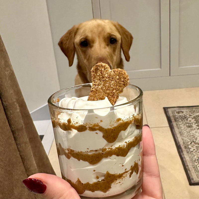 image of Labrador with dairy free peanut butter pup cup