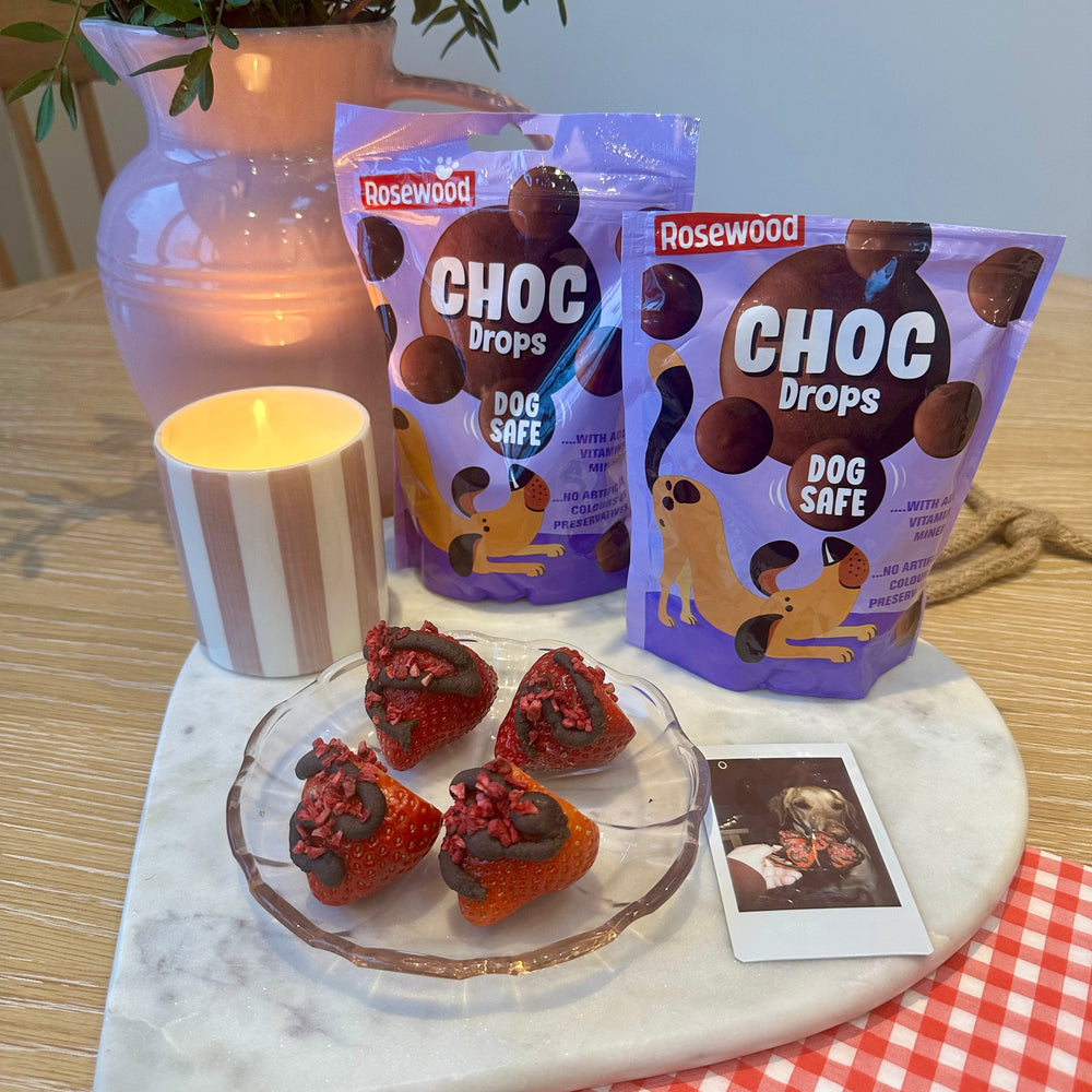 picture of dog safe chocolate covered strawberries